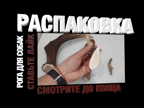 Видео: РОГА ОЛЕНЯ для СОБАК. РАСПАКОВКА. Лакомство для собак