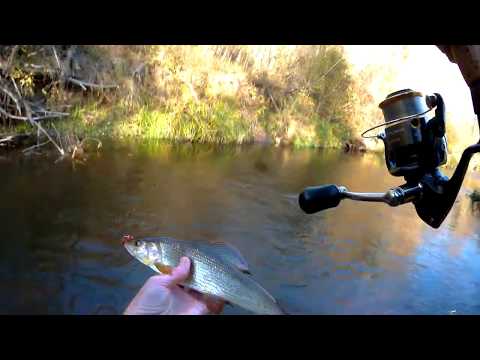 Видео: Хариус. Спиннинг после нахлыста.