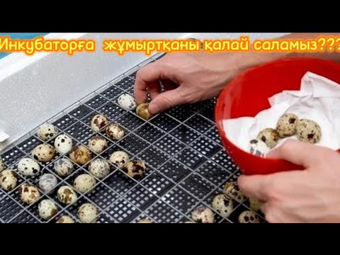 Видео: Инкубаторға жұмыртқаны қалай саламыз?