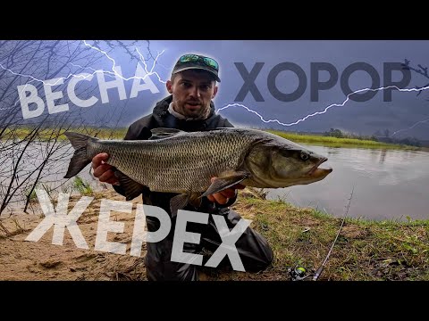 Видео: Дикий ЖЕРЕХ! Это ТОП рыбалка на спиннинг весной.