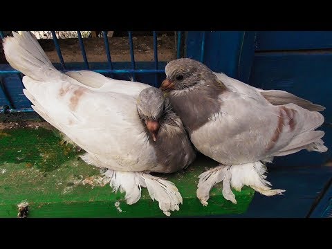 Видео: Почему голуби плохо кормят потомство и сами чахнут!?