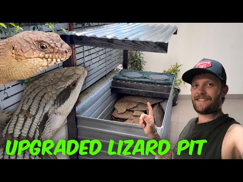 Видео: Модернизация уличной ямы для ящериц!