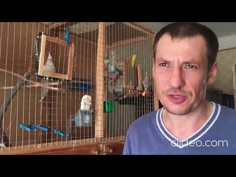 Видео: Смешной корелла Арчик и его забавное семейство.....Вот это отец.  #корелла #попугай #смешныепопугаи