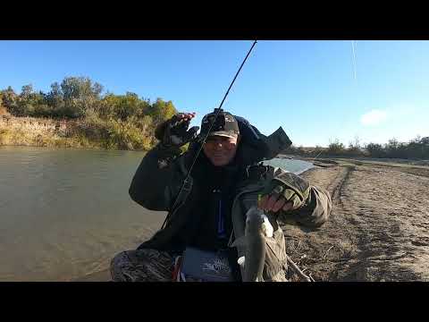 Видео: РЕКА раздаёт жереха . Ловля жереха на спиннинг.