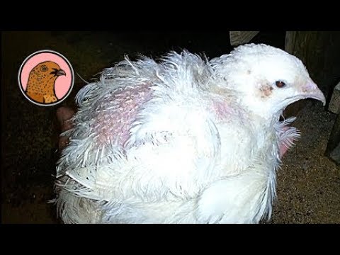 Видео: ЛИНЬКА У ПЕРЕПЕЛОВ