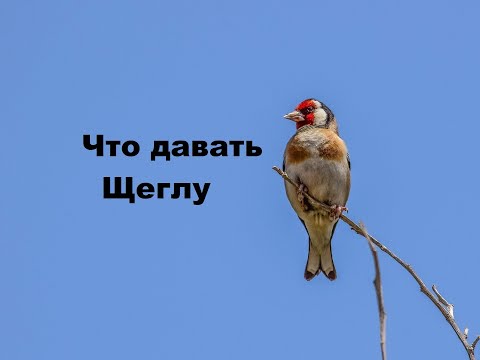 Видео: Что давать щеглам. Минералы, витамины. Птицы.