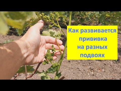 Видео: Как зависит рост прививки винограда от подвоя