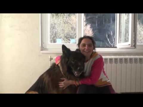 Видео: Симетрала и ъглополовяща. Равнобедрен триъгълник (задачи)