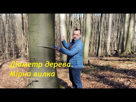 Видео: Діаметр дерева.  Мірна вилка