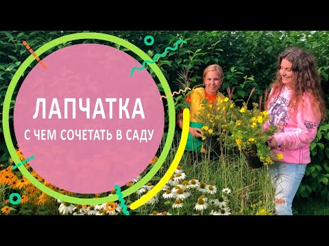 Видео: Лапчатка, и с чём её сочетать в саду.