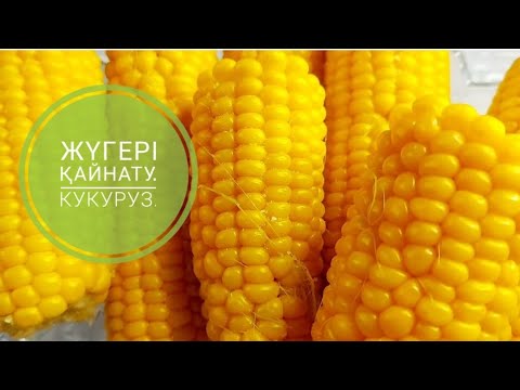 Видео: Жүгері қайнату. Кукуруз.