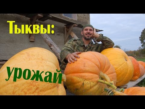 Видео: Тыквы - финал // Из города в деревню