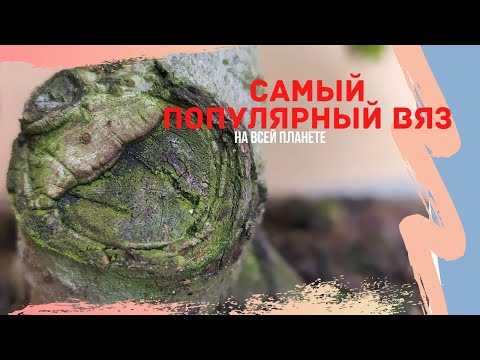 Видео: Что с моим вязом бонсай? Убрал проволоку с бонсай. Планы развития вяза бонсай.