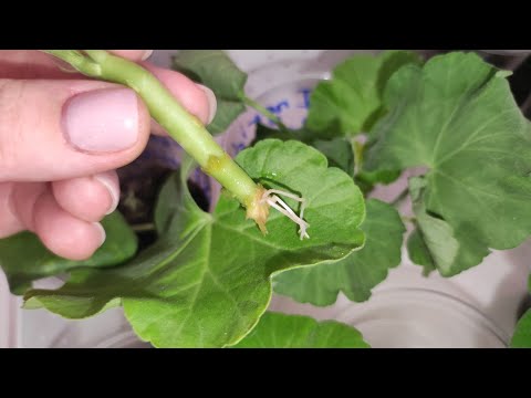 Видео: ГЕРАНЬ УКОРЕНЯЮ ТОЛЬКО ТАК! 3 ЛУЧШИХ СПОСОБА УКОРЕНИТЬ ЧЕРЕНКИ ПЕЛАРГОНИИ! Корневая Через 5 дней!