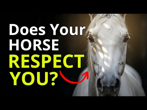 Видео: Признаки того, что ваша лошадь вас НЕ УВАЖАЕТ (и как это исправить)