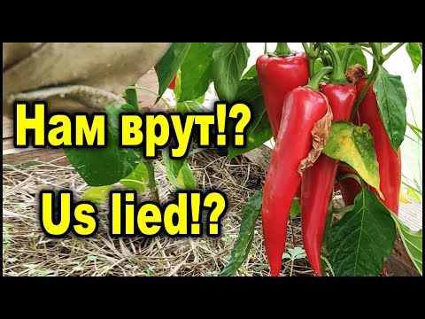 Видео: Отрезал макушку перца и получил неожиданные результаты.