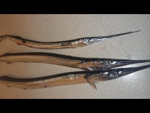 Видео: Ловля саргана на пилькер в январе