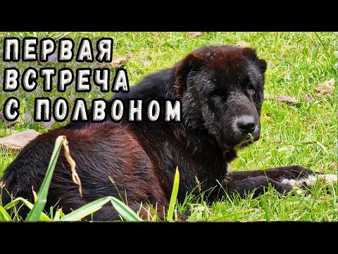 Видео: Наблюдал работу отарных собак в живую. Первая встреча с собаками Акбара.