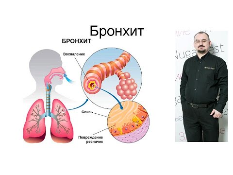 Видео: Бронхи – их строение, предназначение и болезни.
