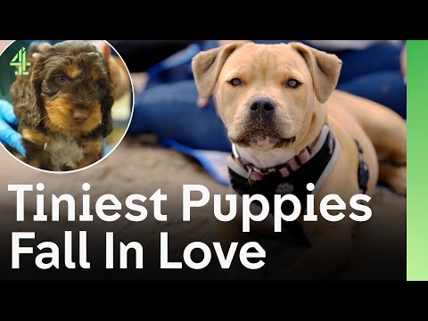 Видео: Любовь крошечных щенков довела спасателя до слёз | The Dog House 🐶