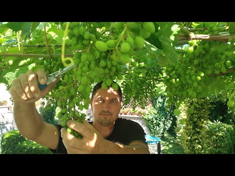 Видео: Обрезка зеленой лозы (прореживание винограда), часть 4