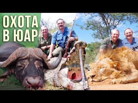 Видео: ОХОТА В ЮАР НА БУЙВОЛА, ЛЬВА, КРОКОДИЛА