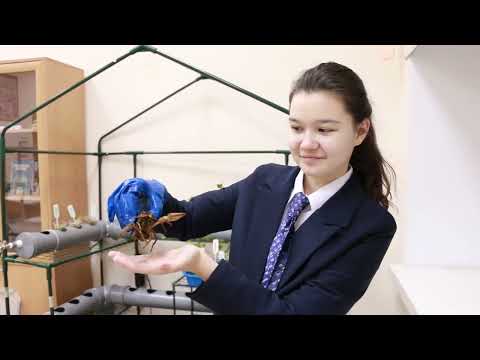 Видео: Аквапоника – искусственная экосистема