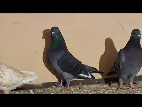 Видео: Дома сголубями.