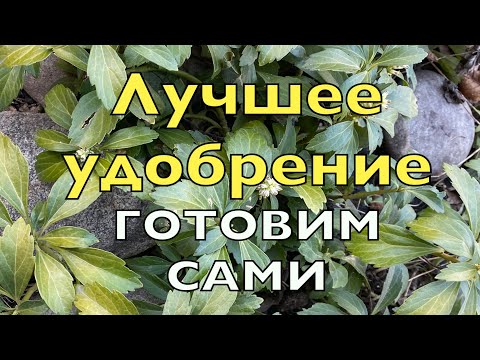 Видео: НОВИНКА для дачников! АКЧ -ЭТО ЛУЧШЕ, ЧЕМ ЛЮБОЕ УДОБРЕНИЕ!/ ОБЗОР САДА 6 СОТОК