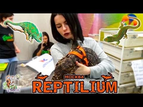 Видео: РЕПТИЛИУМ 2021 осень ● Змеи, ящерицы, пауки, люди и не только