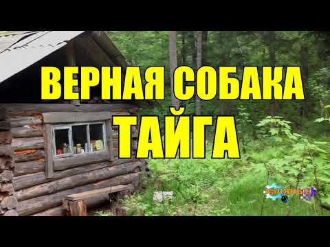 Видео: СОБАКА СПАСЛА ЧЕЛОВЕКА | ОХОТНИК В ТАЙГЕ