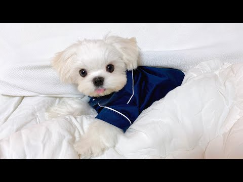 Видео: [ENG] Posiraegi Maltese🐶 Процесс роста щенка💙