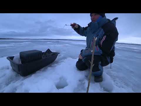 Видео: Рыбалка на озере Кандрыкуль. Сиг стал активнее