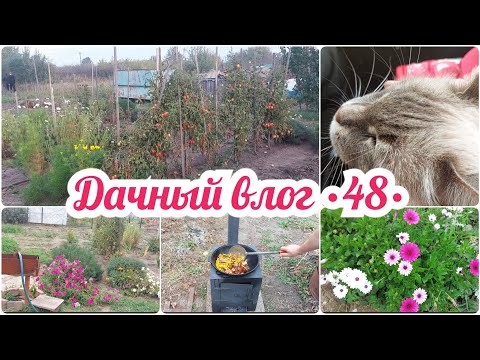 Видео: УБОРКА НА ДАЧЕ 🏡 СОБРАЛА ПОСЛЕДНИЕ ПЕРЕЦ И КУКУРУЗУ // ПОШЛИ В ГОСТИ // ПЛОВ В КАЗАНЕ