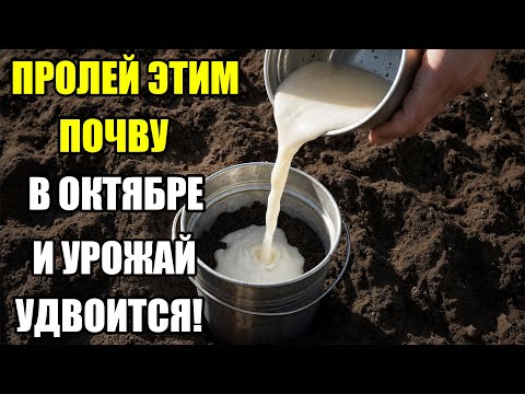 Видео: После этого раствора земля - живая! Что я лью в землю осенью, чтобы весной всё росло как на дрожжах!