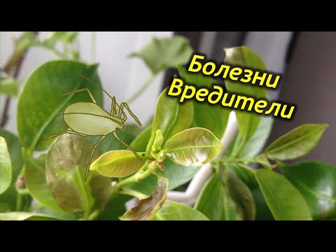 Видео: Болезни и вредители Дипладении (Мандевиллы).
