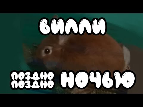 Видео: 🌃Вилли поздно-поздно ночью🌃