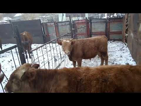 Видео: Откорм бычков. Купили лошадку)