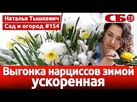 Видео: Ускоренная выгонка нарциссов зимой