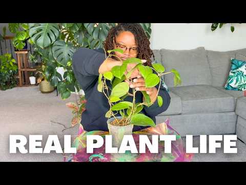Видео: Реалистичный уход за комнатными растениями | Мои неудачные растения и пересадка хойи