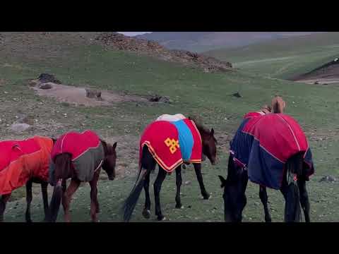 Видео: Наадам2025