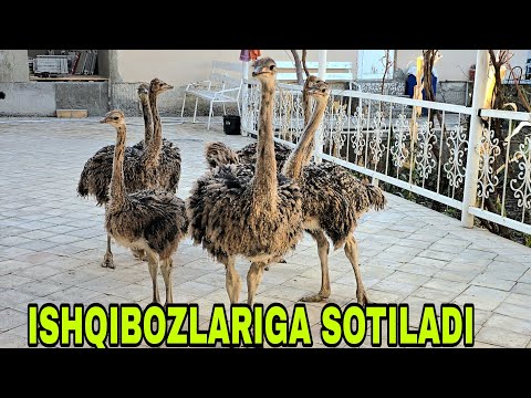 Видео: Mana sizga tuyaqush biznesi ishqibozlari aloqaga chiqaverasiz 9 ноября 2025 г.