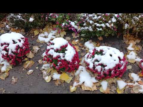 Видео: Новомосковск UA