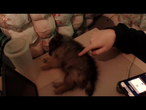 Видео: сделаем окуляцию бровей