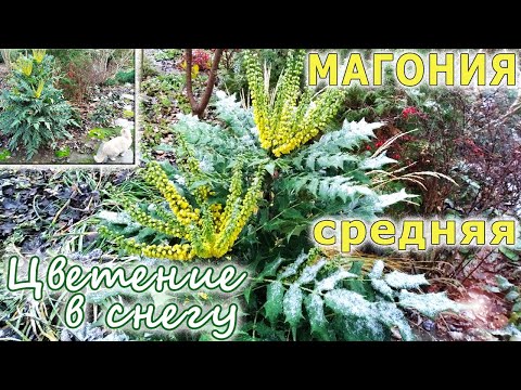 Видео: Цветущий зимой кустарник: магония средняя. Особенности и выращивание. Mahonia media (Engl. sub.).