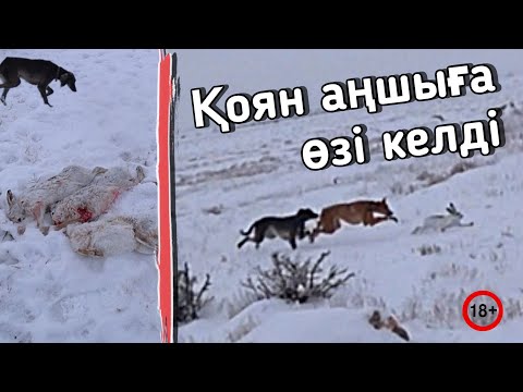 Видео: Қоянды алдынан тазымен күтіп алдым. Аңшының айласы. ОХОТА НА ЗАЙЦЕВ 2023