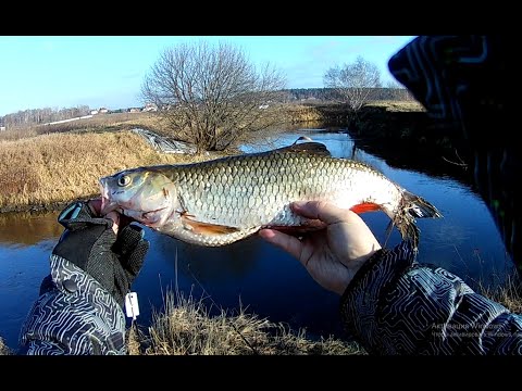 Видео: НА ЧТО КЛЮЕТ ГОЛАВЛЬ? КРУПНЫЙ ГОЛАВЛЬ в маленькой речке.