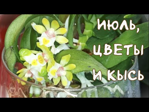 Видео: Поднимающий Настроение Летний Обзор