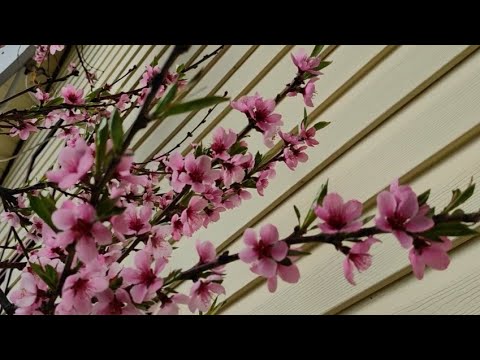 Видео: Черенкование кустарников одревесневшими черенками, а так же  мой первый улов в этом году.