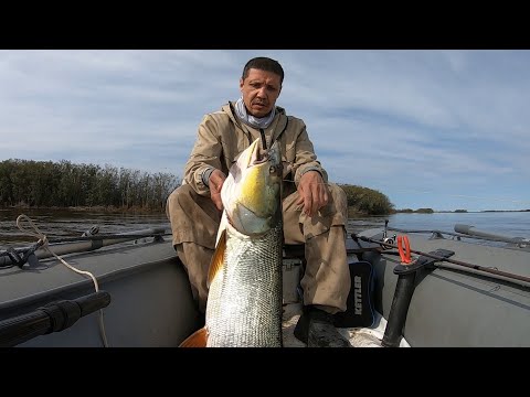 Видео: СПИННИНГ В УЗЕЛ! Поклёвка каких ещё не видел. Амурский хищник Elopichthys bambusa